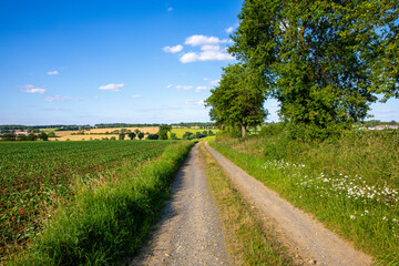Fototapeta premium Route de campagne au milieu des champs cultivés en été.