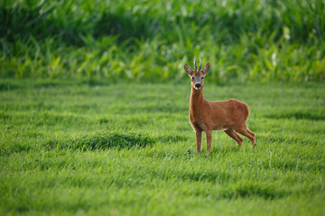 Obraz premium Young deer stands alert in a lush green meadow during the golden hour with soft sunlight filtering through the trees