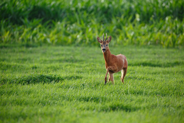 Young deer stands in a lush green field surrounded by tall grass and gentle sunlight during early morning hours