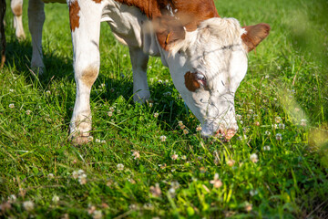 Vache laiti&egrave;re de type Normande en train de brouter l'herbe dans les p&acirc;turage au printemps.