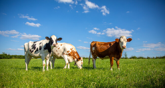 Troupeau de vaches laiti&egrave;res dans les champs en pleine nature.