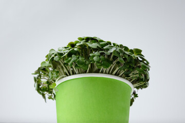 Organic micro green mustard in paper cup on white background. Macro