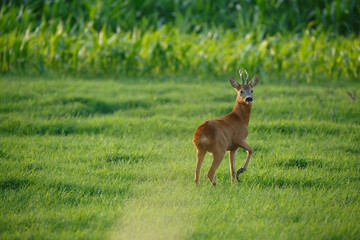 Young deer walking through lush green meadow near cornfield during late afternoon sunlight, capturing the essence of wildlife in a serene landscape