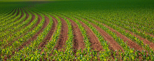 Paysage de campagne au milieu des champs de maïs en France.