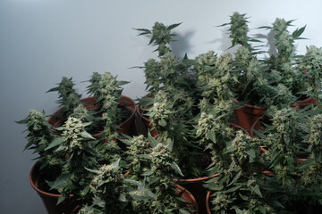 Mature cannabis clones grow in pots. Cultivation method SOG (Sea of green)
