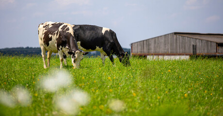 Élevage en pleine nature d'un troupeau de vaches laitière au printemps.