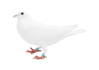 One dove on white background. Beautiful bird