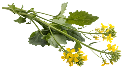 sprig of fresh rapeseed isolated on white background PNG