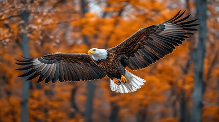 Fototapeta premium Majestic bald eagle in flight against autumn foliage.