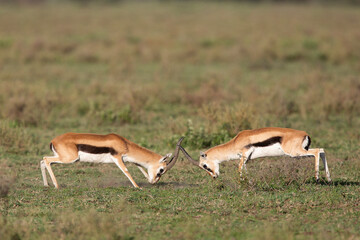 Gazelle de Thomson 
