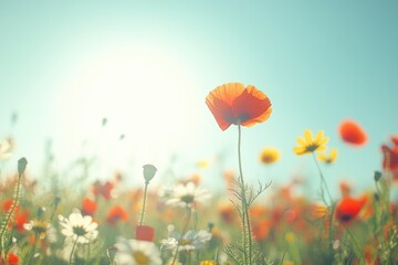 Fototapeta premium A single poppy stands tall in a vibrant field of wildflowers, bathed in sunlight.
