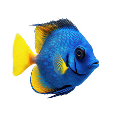 Naklejka premium Blue Tang isolated on transparent background, PNG