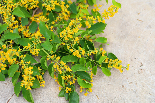 Padauk flowers or pterocarpus indicus flowers, flowers are placed on the concrete floor, The National Flower of Myanmar, For Myanmar water festival (Thingyan).