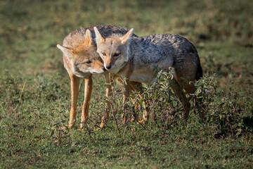 Chacals amoureux