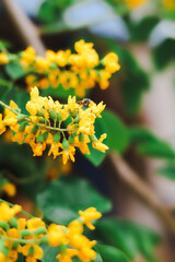 A close-up of a bright yellow wild sesbania flower, Padauk flowers (Pterocarpus macrocarpus) in full bloom, with a worker bee sucking nectar from the flower. For Myanmar water festival (Thingyan).