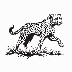 Black and white Cheetah gracefully walking in the savannah Image vector isolated on white background.