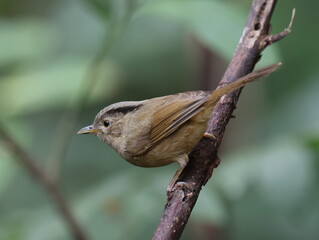 Common Name: Yunnan Fulvetta,
Sci. Name : Alcippe fratercula