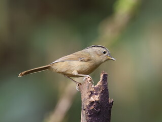 Common Name: Yunnan Fulvetta,
Sci. Name : Alcippe fratercula