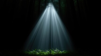 Sunlight piercing dark forest