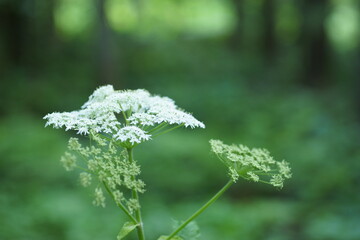 オオハナウドの花