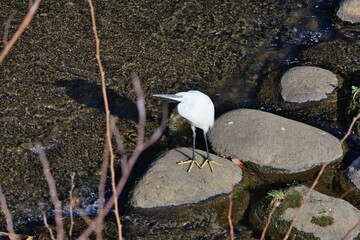 餌を探すコサギ
