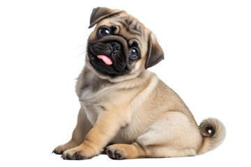 A playful pug puppy tilts its head with a curious expression radiating pure joy and innocence on a dark backdrop highlighting its adorable features in a digitally enhanced studio shot