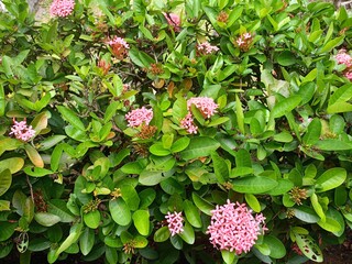 close up of pink needle flowers