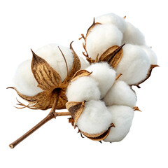 Cotton on a transparent background