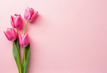 Pink tulips on a background with ample copy space.