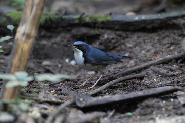 Common Name: Siberian Blue Robin
Sci. Name : Larvivora cyane