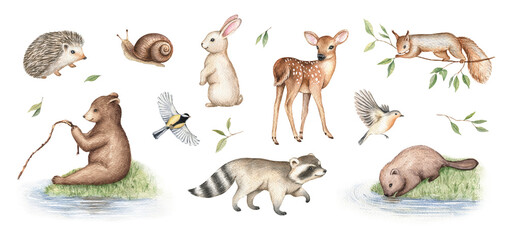 Watercolor forest animals clipart set. Hand drawn isolated illustration. Fawn, bear, hedgehog, raccoon, bunny, squirrel, beaver, snail, titmouse. Woodland friendly wild baby creatures collection.