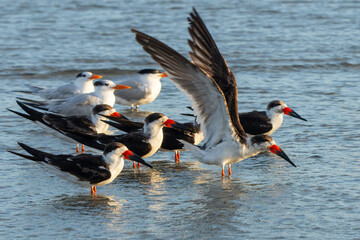 Black skimmers on a beach