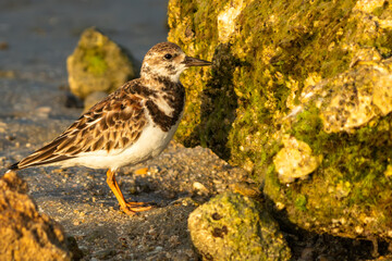 Ruddy Turnstone perched on a rock