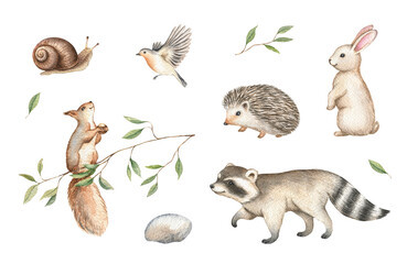 Watercolor forest animals clipart set. Hand drawn isolated illustration. Cute hedgehog, raccoon, bunny, squirrel, snail, robin bird. Woodland friendly wild baby creatures collection.