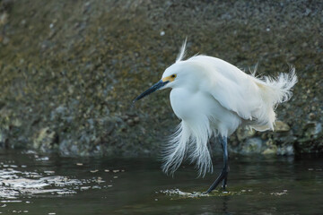 Snowy Egret perched on a rock