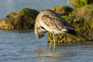 Eastern willet preening
