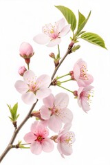 Naklejka premium Pink Sakura Blossoms Isolated on White Background 