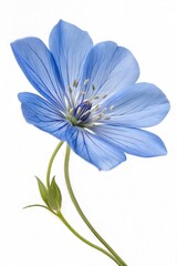 Obraz premium Vibrant Blue Flower Isolated on White Background 
