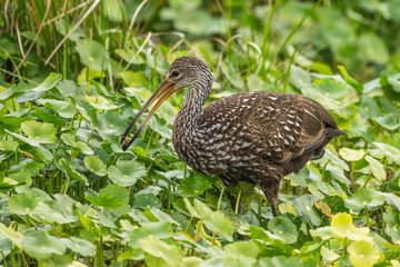 A limpkin feeding in a swamp