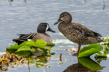 Green-winged Teal