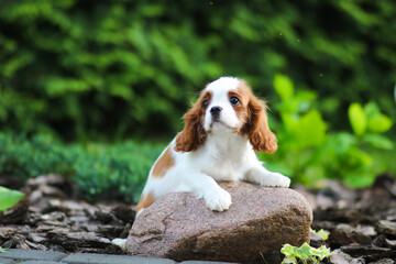 cavalier king charles spaniel