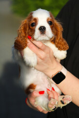 cavalier king charles spaniel