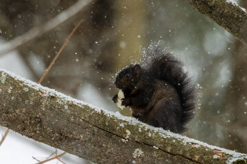 Eastern grey squirrel on a snowy day 