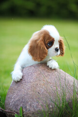 cavalier king charles spaniel puppy