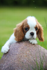 cavalier king charles spaniel