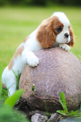 cavalier king charles spaniel