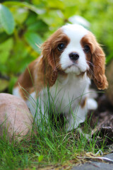 cavalier king charles spaniel puppy