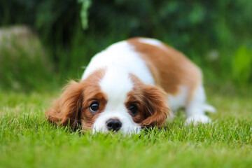 cavalier king charles spaniel puppy