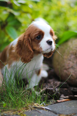 cavalier king charles spaniel