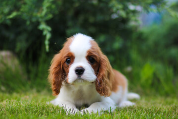 cavalier king charles spaniel